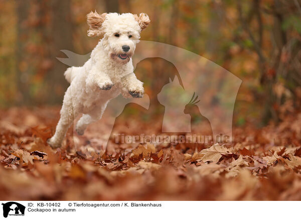 Cockapoo in autumn / KB-10402