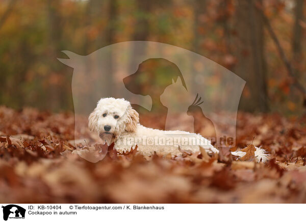 Cockapoo in autumn / KB-10404