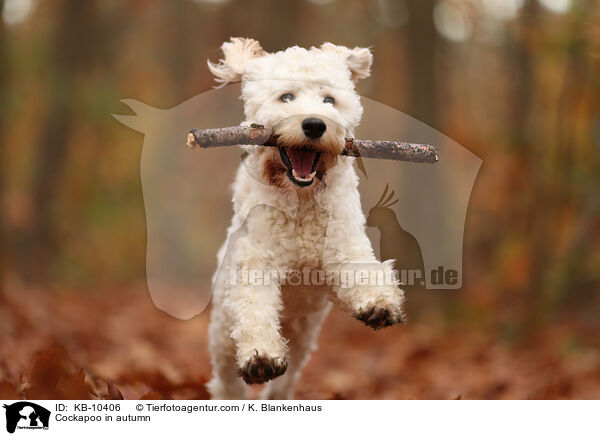 Cockapoo in autumn / KB-10406