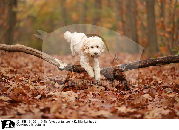 Cockapoo in autumn / KB-10409