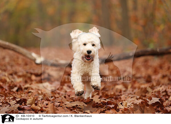 Cockapoo in autumn / KB-10410
