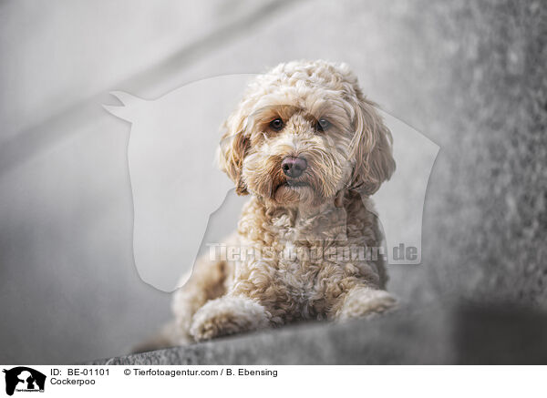 Cockerpoo / BE-01101