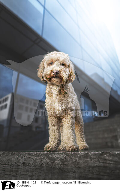 Cockerpoo / Cockerpoo / BE-01102