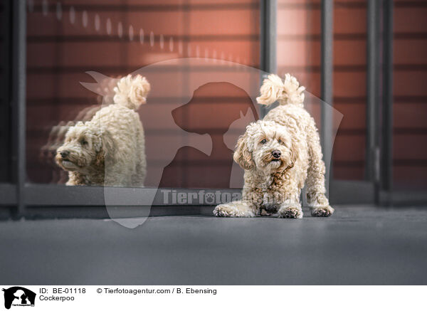 Cockerpoo / BE-01118