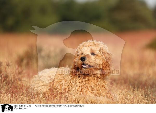 Cockerpoo / KB-11036