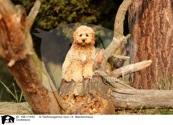 Cockerpoo / Cockerpoo / KB-11045