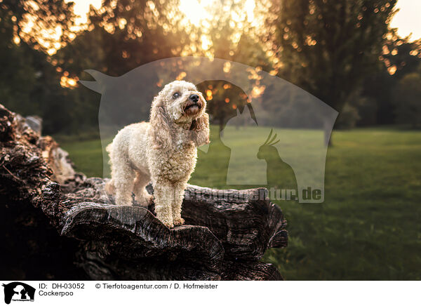Cockerpoo / Cockerpoo / DH-03052
