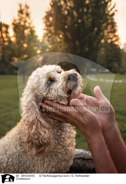 Cockerpoo / Cockerpoo / DH-03053