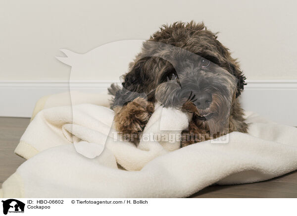 Cockapoo / Cockapoo / HBO-06602