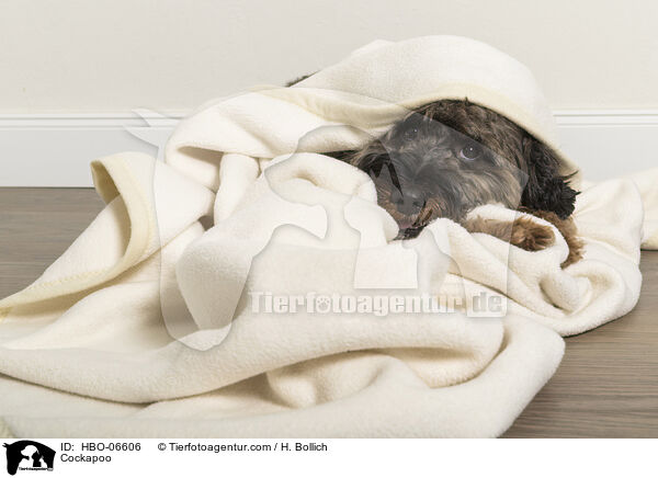 Cockapoo / Cockapoo / HBO-06606