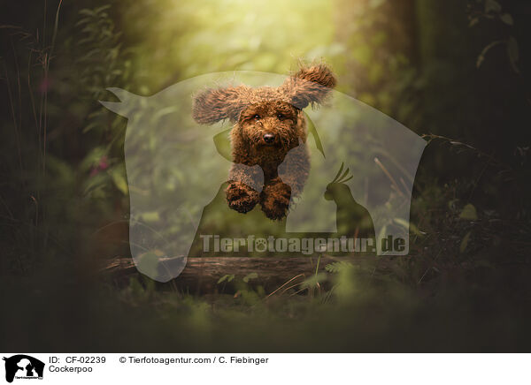 Cockerpoo / CF-02239
