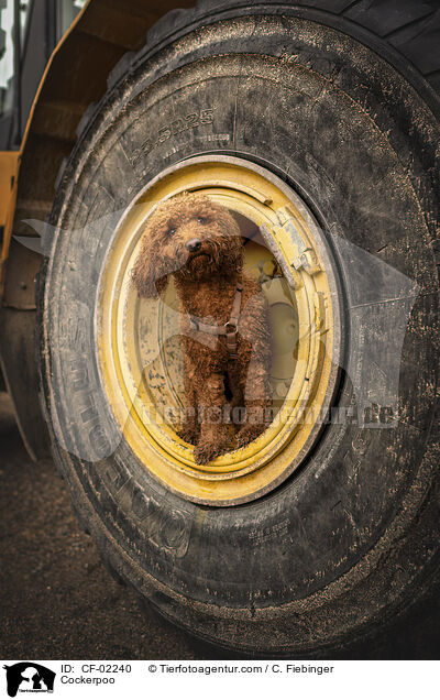 Cockerpoo / CF-02240