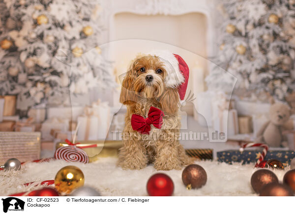 Cockapoo / Cockapoo / CF-02523