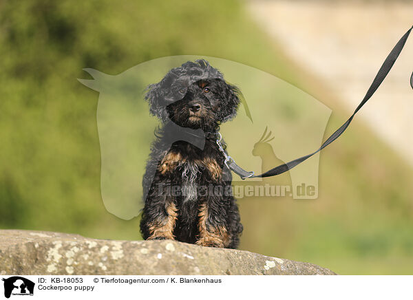 Cockerpoo Welpe / Cockerpoo puppy / KB-18053