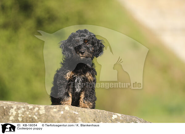 Cockerpoo Welpe / Cockerpoo puppy / KB-18054