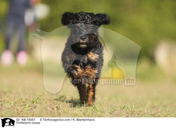 Cockerpoo Welpe / Cockerpoo puppy / KB-18061
