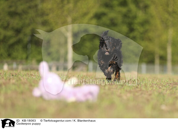 Cockerpoo Welpe / Cockerpoo puppy / KB-18063