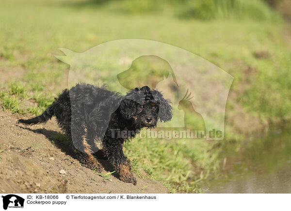 Cockerpoo Welpe / Cockerpoo puppy / KB-18066