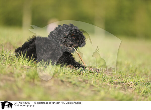 Cockerpoo Welpe / Cockerpoo puppy / KB-18067