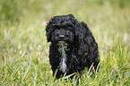 Cockapoo puppy
