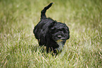 Cockapoo puppy