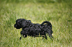 Cockapoo puppy