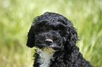 Cockapoo puppy