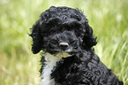 Cockapoo puppy