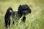 Cockapoo puppy