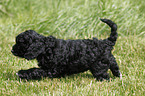 Cockapoo puppy