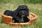 Cockapoo puppy