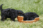 Cockapoo Puppies