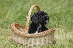 Cockapoo puppy