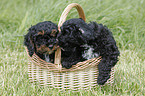 Cockapoo Puppies