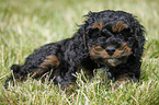 Cockapoo puppy