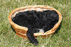 Cockapoo puppy