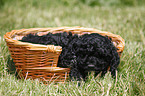Cockapoo puppy