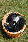 Cockapoo puppy