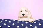 Cockerpoo Puppy