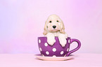 Cockerpoo Puppy