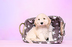 Cockerpoo Puppy