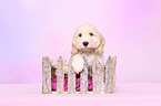 Cockerpoo Puppy
