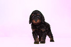 Cockerpoo Puppy