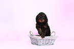 Cockerpoo Puppy