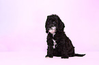 Cockerpoo Puppy