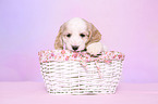 Cockerpoo Puppy