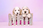 Cockerpoo Puppies