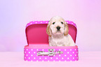 Cockerpoo Puppy