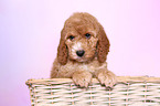 Cockerpoo Puppy