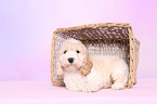 Cockerpoo Puppy